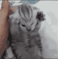 cat cute cat