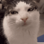 cat stare